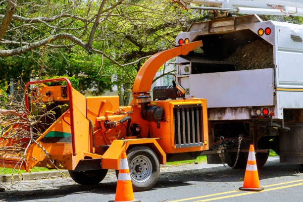 Best Emergency Tree Removal  in Bloomingdale, FL