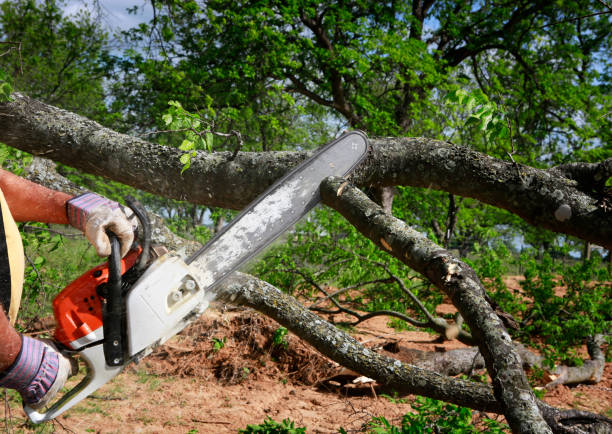 Best Hazardous Tree Removal  in Bloomingdale, FL